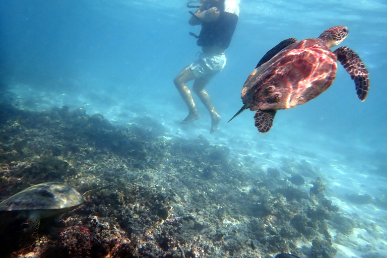 Excursion de plongée en apnée dans les îles Dimaniyat l&#039;après-midiexcursion en bateau privé