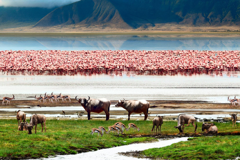 4: Dias de safari pelo património da natureza selvagem africana.