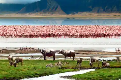 4: Days African wilderness heritage safari.