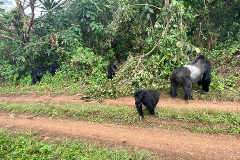 Viagem de 1 dia ao Ruanda, Uganda e Congo (RDC) para fazeres um trekking aos gorilas