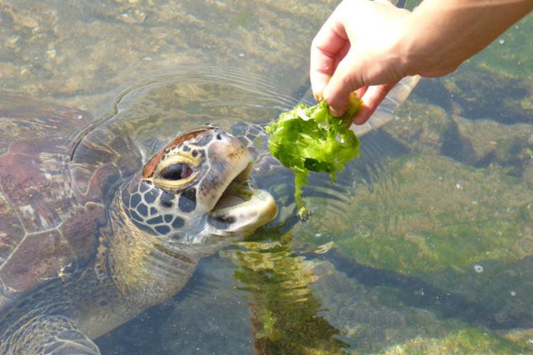 Zanzibar: Mnemba Dolphin, Jozani Forest & Turtle Sanctuary Private Tour without Hotel transfer