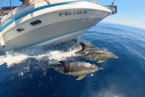 Benalmadena: Dolphin Sighting Boat Tour