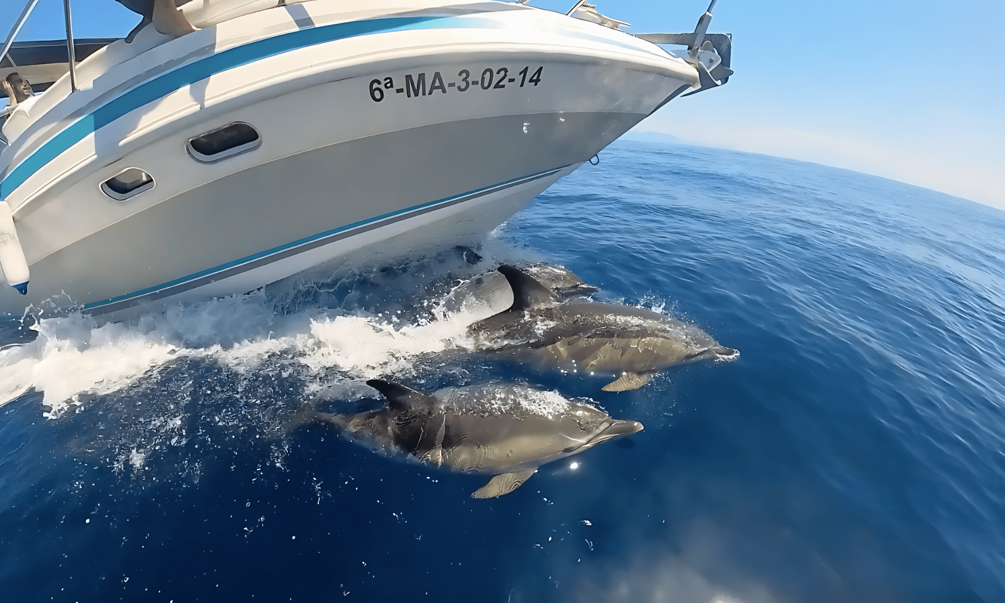 Benalmadena: Bootstour zur Delfin-Sichtung