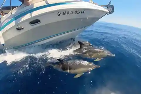 Benalmadena: Dolphin Sighting Boat Tour