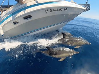Benalmadena: Dolphin Sighting Boat Tour