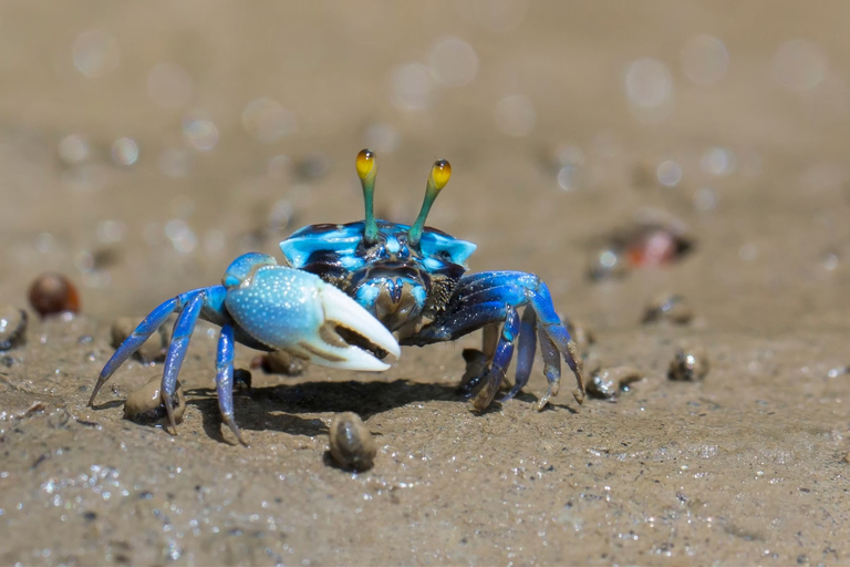 Ko Lanta: Mangrove Kayaking, Ko Talabeng, & Skull Island