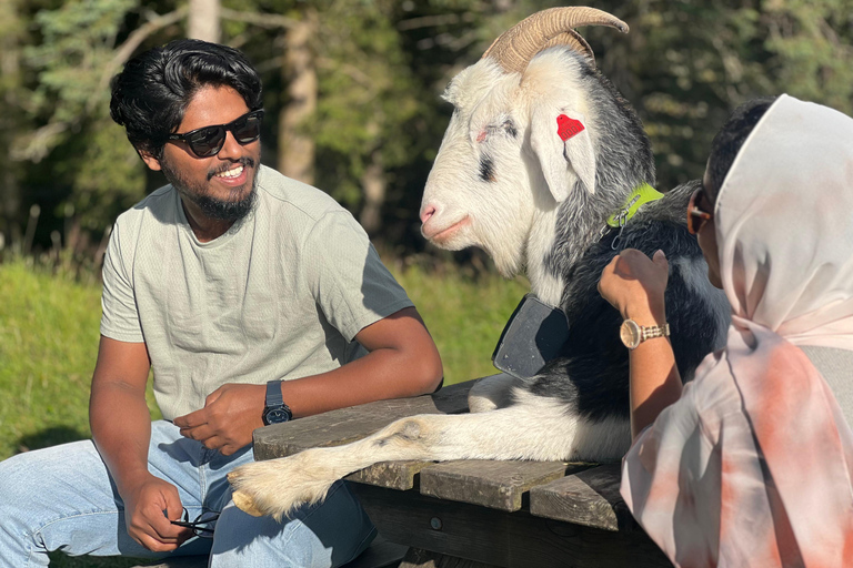 Bergen: Experiência na sauna do Fiorde e caminhada na montanha Floyen