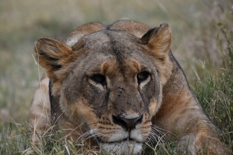 Safari de 13 jours à la découverte des gorilles, du Masai Mara et du Serengeti