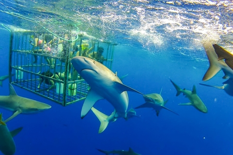 Oahu : plongée avec les requins de 2 h sur la côte nord2 h d'observation des requins en bateau, sans cage