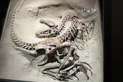 Ab Calgary: Tagestour ins Drumheller Dinosaurier-Tal
