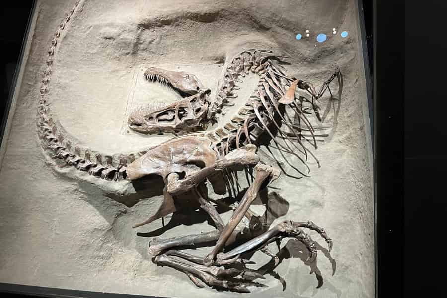 Ab Calgary: Tagestour ins Drumheller Dinosaurier-Tal. Foto: GetYourGuide