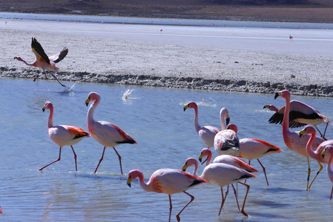 Uyuni: Salar de Uyuni 4x4 Tour with Hot Springs