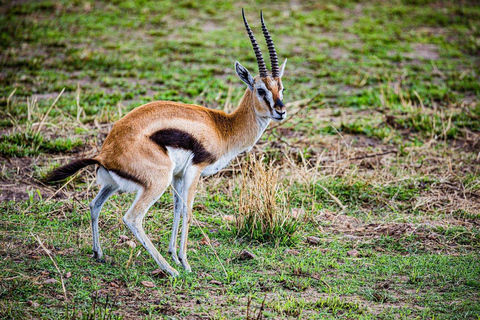 Half day Morning/afternoon tour to Nairobi National park