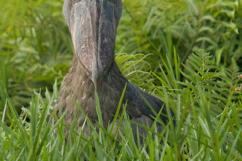 Mabamba Shoebill Full-Day Bike Tour