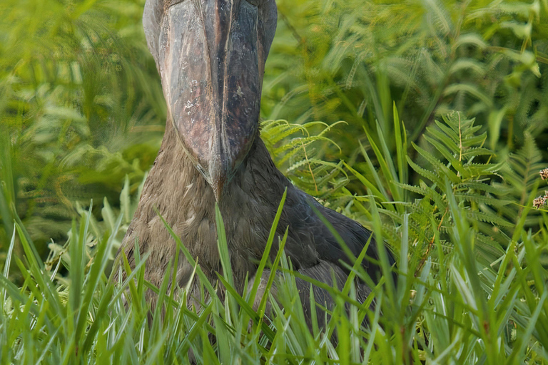 Mabamba Shoebill Full-Day Bike Tour