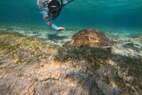 Gili Air : Snorkelen zwemmen met schildpad &amp; standbeeld