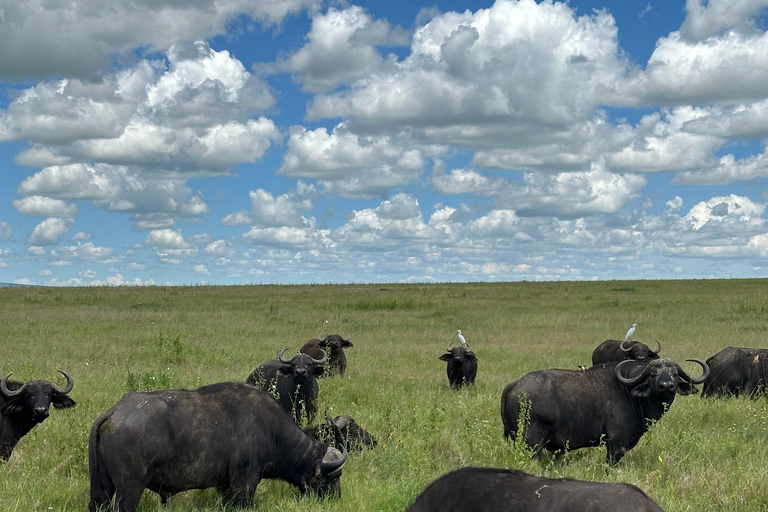 4-Days Group Safari Tour Tarangire, Serengeti & Ngorongoro 4-Days Group Safari Tarangire, Serengeti & Ngorongoro