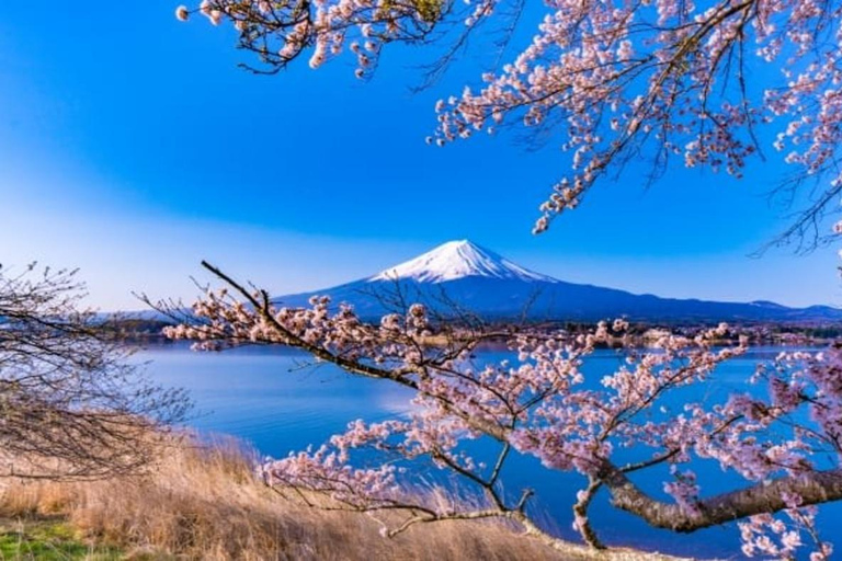 Tokyo: Mount Fuji Private Tour with Scenic Lunch Experience
