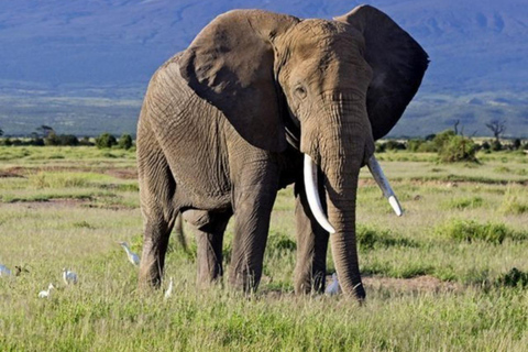 Kenya: 10-Day Wildlife and Cultural Safari