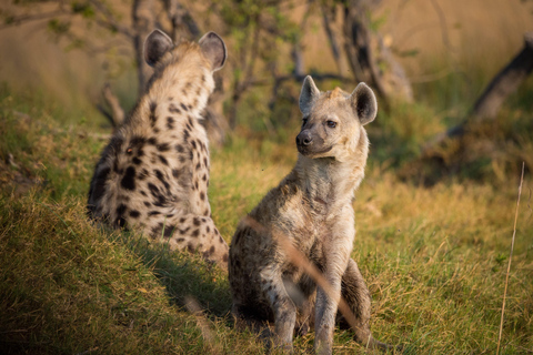 7-tägige Budget-Camping-Safari in Tansania7-tägige günstige Camping-Safari in Tansania