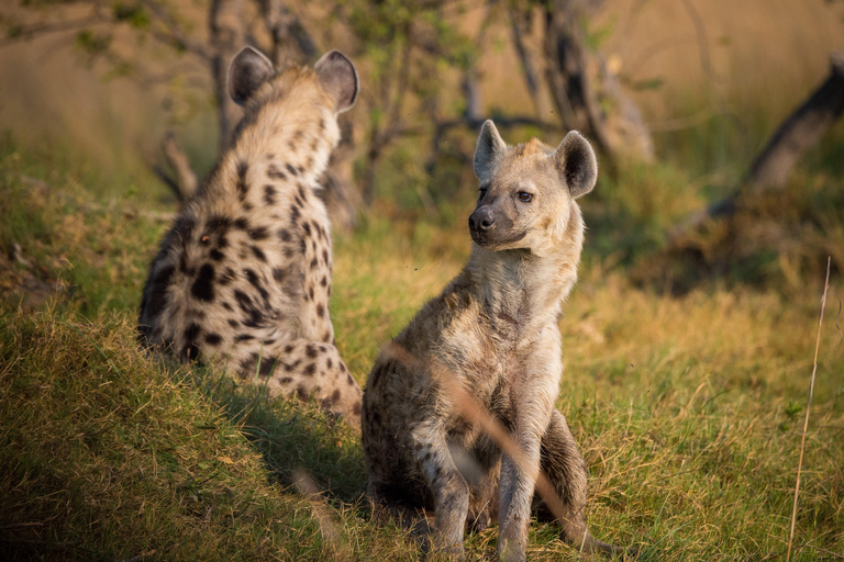 7-tägige Budget-Camping-Safari in Tansania7-tägige günstige Camping-Safari in Tansania