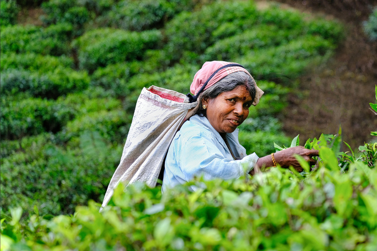 Colombo to Kandy Tour with Pinnawala, Tea Factory & Temple Colombo to Kandy Day Tour & Pinnawala Elephant Experience