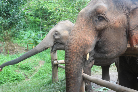 Chiang Mai: Doi Inthanon Park Vandring &amp; Elefanternas fristadChiang Mai: Doi Inthanon nationalpark &amp; elefanternas fristad