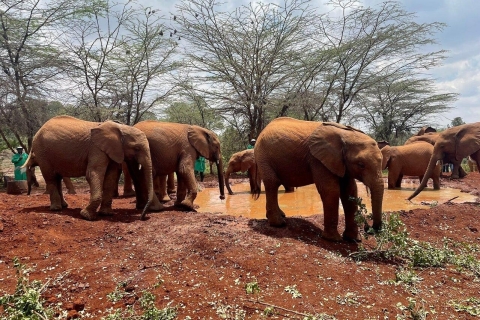 Nairobi : Visite du parc national de Nairobi et de l'orphelinat des éléphants