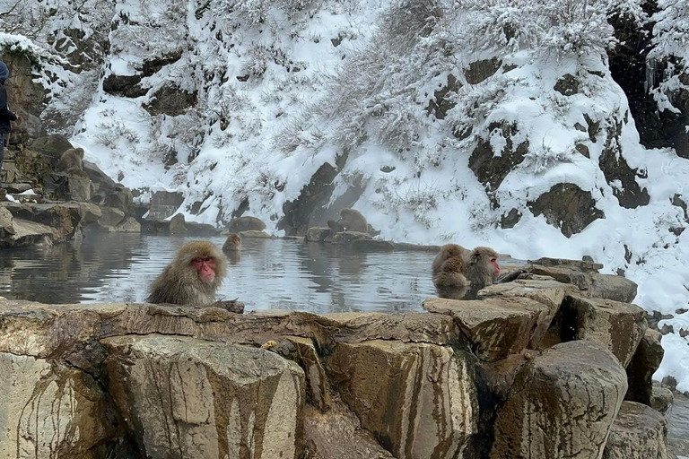 Tokyo: Private Nagano Tour with English speaking driver