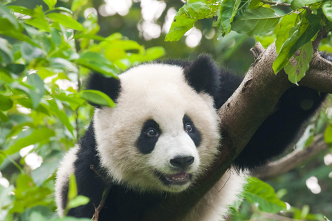 Private Tour: Discovering Pandas & the Majestic Giant Buddha Self-Guided: Discovering the Leshan Giant Buddha in a Day