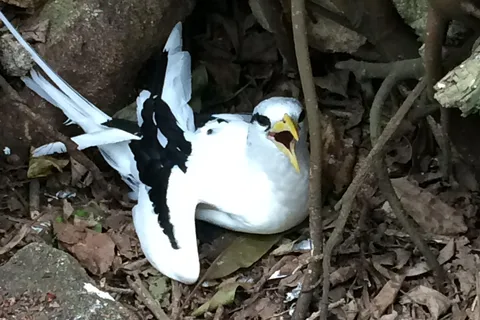 Cousin : visite guidée de 3 heures de la réserve ornithologique spéciale de l'UNESCO.