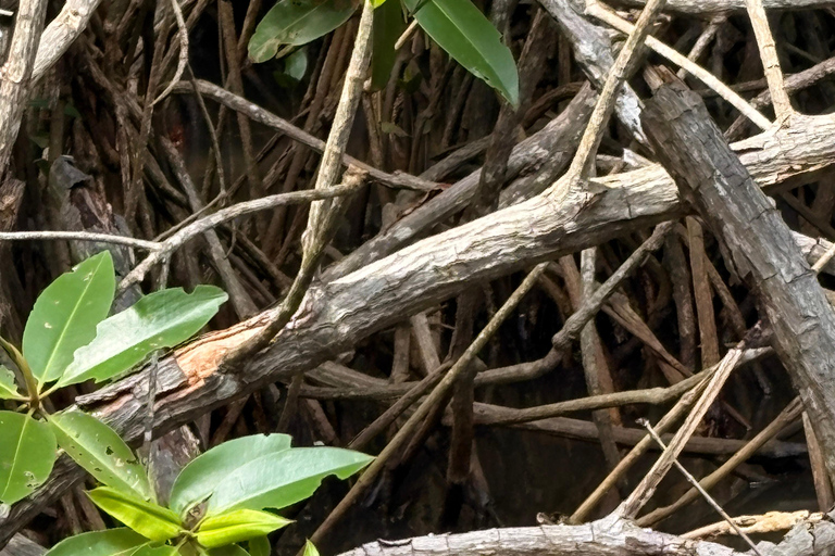 Bentota: River Boat Safari and Tuk-Tuk Ride with Pickup-Drop