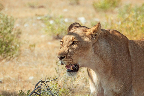 2 Dagen Selous/Nyerere NP (Game Drive en bootsafari)