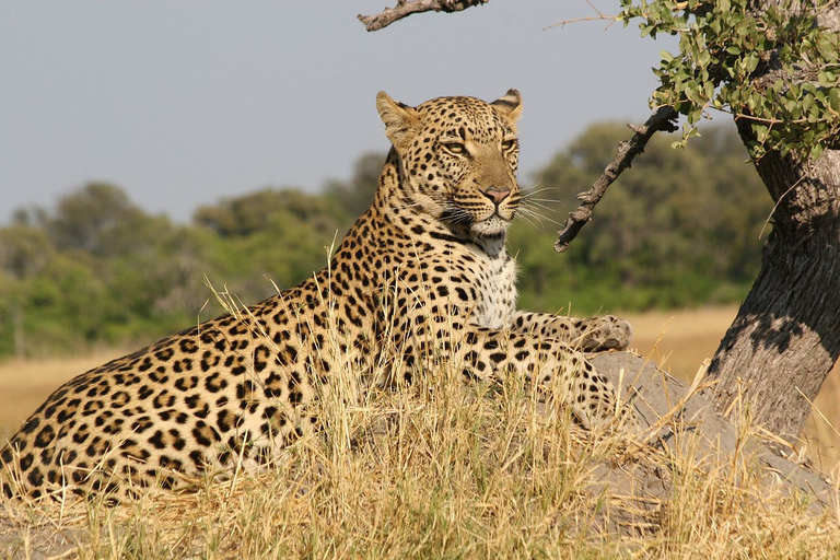 Ostateczna 6-dniowa prywatna przygoda na safariNajlepsza 6-dniowa prywatna przygoda na safari