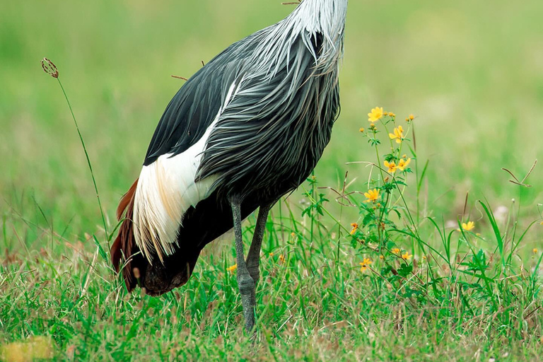 A partir de Arusha: Safári clássico de 6 dias na Tanzânia com alojamento