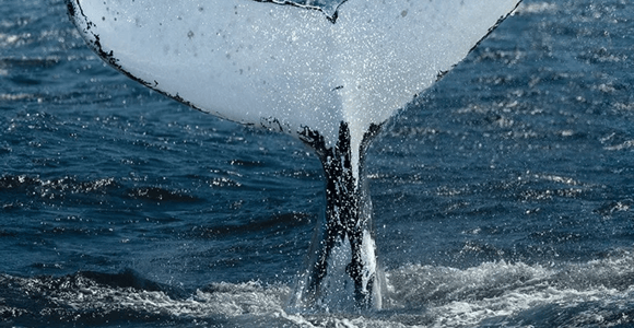 Perth: Whale Watching Cruise from Hillarys Boat Harbour