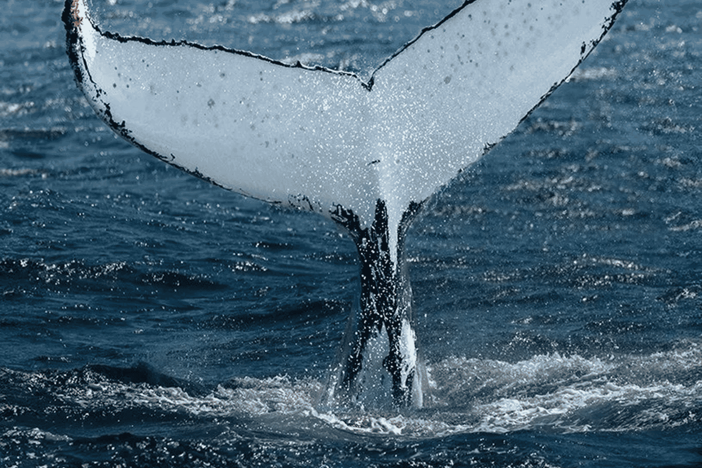 BannerImage