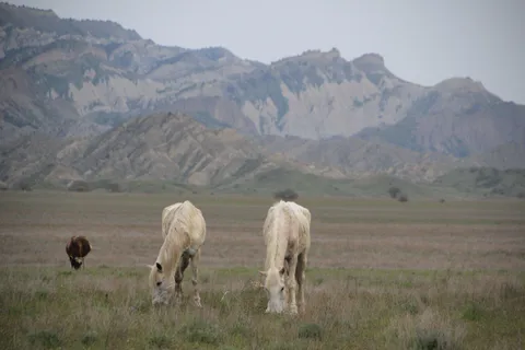 Riserva Naturale di Vashlovani: Tour a cavallo