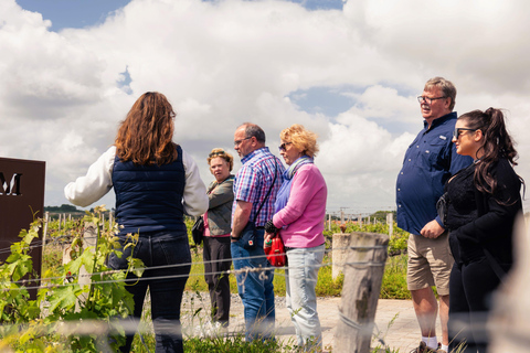 Desde Burdeos: cata de vinos por la tarde en la región de Medoc