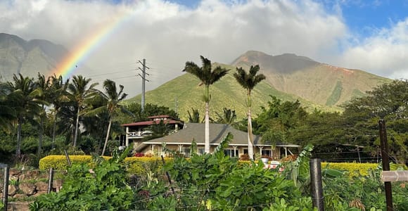 Maui: Mango Farm Sunset Tour with Fruit Tasting and Photos