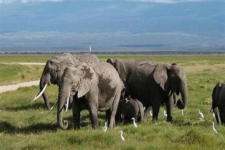 7-Day Kenya Classic Safari