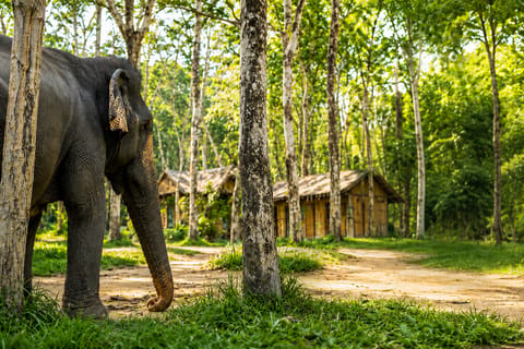 Phuket: Khao Lak Elephant, Turtle Center & Waterfall