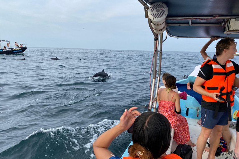 Puerto Escondido: Bootstour zu Delfinen und MeerestierenPrivate Tour