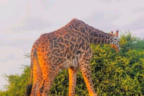 Demi-journée au parc national de Nairobi avec prise en charge gratuite