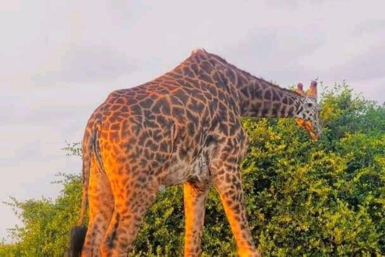 Demi-journée au parc national de Nairobi avec prise en charge gratuite