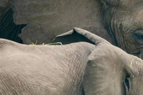 Arusha: Safari a piedi nel Parco Nazionale di Arusha