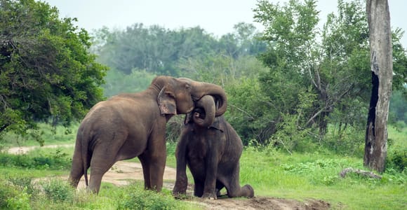 From Bentota: Elephant Transit Camp and Udawalawe Safari