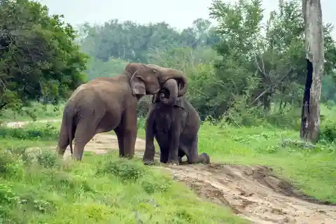 From Bentota: Elephant Transit Camp and Udawalawe Safari