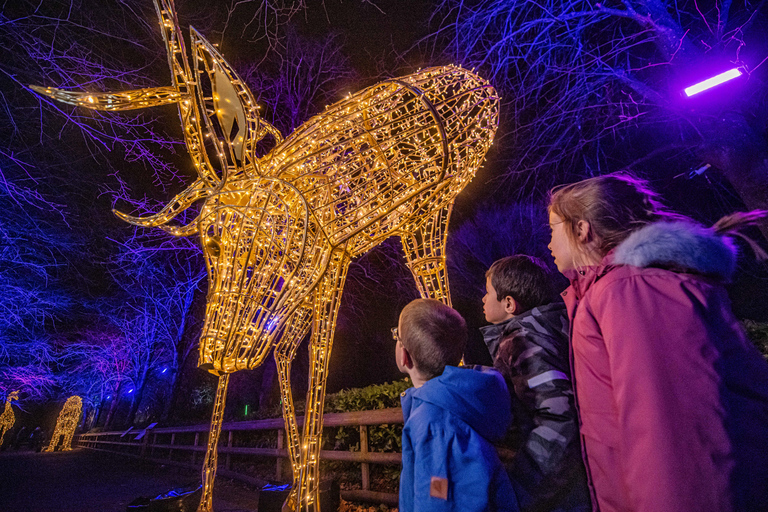 Chester Zoo: Lanterns and Light Entry