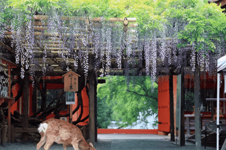 Kansai Flughafen (KIX) ⇋Nara (Hin- und Rückflug)Abholung|Nara-Kansai Flughafen (KIX)